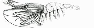 Illustration of a prawn