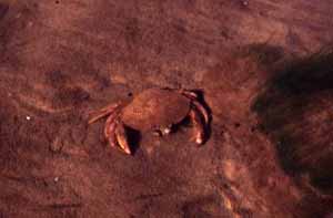 Red Rock Crab