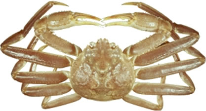 Figure 1 - Le crabe des neiges (Chionoecetes opilio)