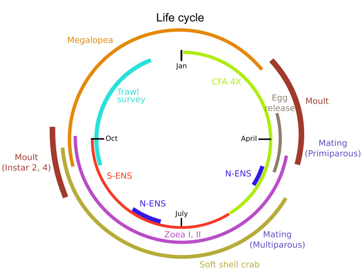 Figure 2 - Life Cycle