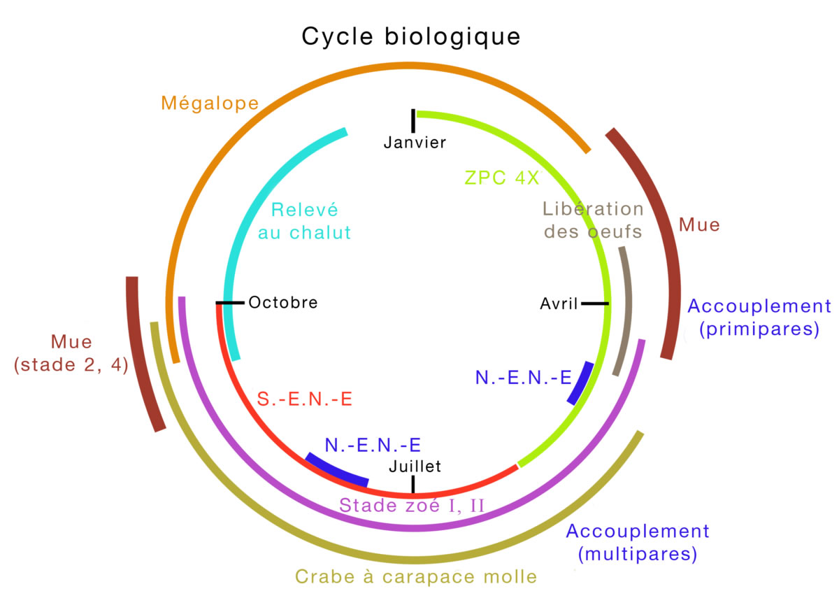 Figure 2 - Cycle biologique