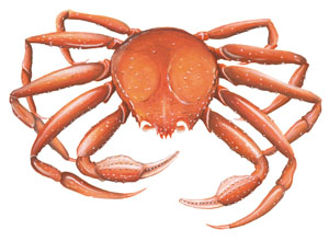 Crabe des neiges (Atlantique)