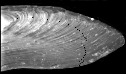 Figure 6 - Coupe de l'otolithe d'un flétan de l'Atlantique mâle de 156 cm montrant des bandes de croissance annuelle indiquées par des cercles noirs On estime que le poisson à 30 ans