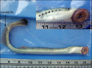Sea Lamprey, Are Lamprey Eels Dangerous
