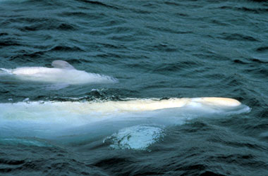 Photo of a Beluga Whale (Delphinapterus leucas)