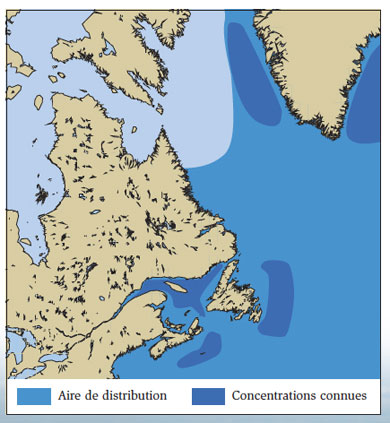 carte de distribution du rorqual bleu, population de l’Atlantique Nord-Ouest, telle que décrite dans les paragraphes suivants
