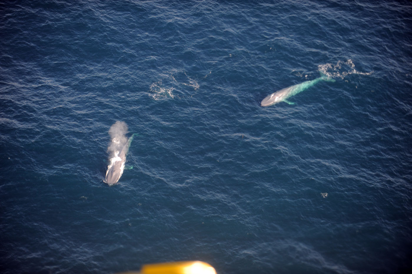 Observation des baleines bleues par un agent des pêches lors d'une patrouille aérienne à la fin de septembre au large des côtes de la Colombie-Britannique