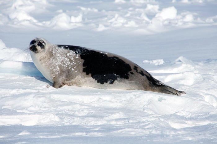 arctic seal