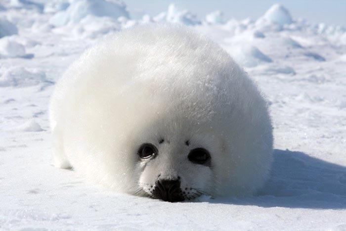 What Do Harp Seals Eat 