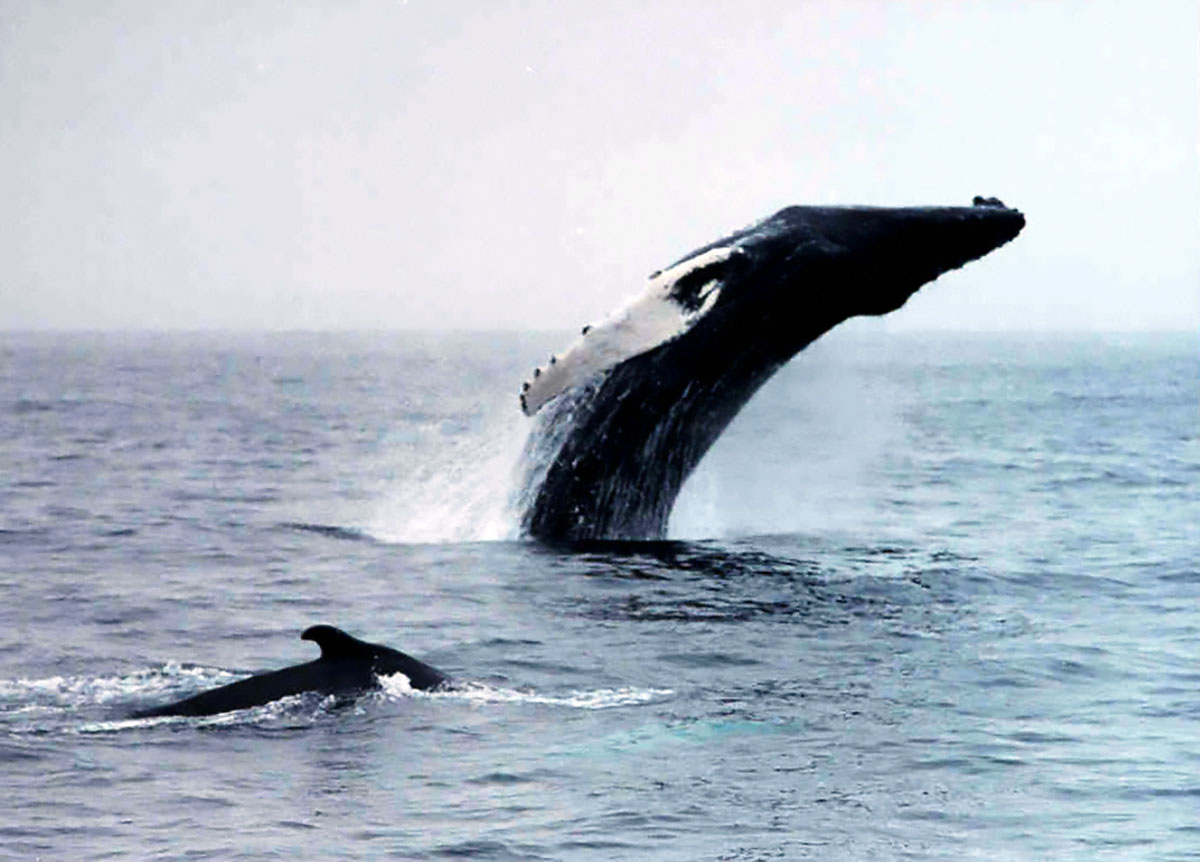 Humpback whale. © Fisheries and Oceans Canada