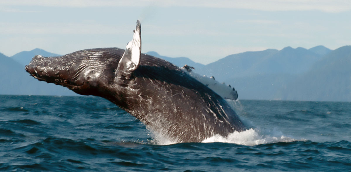 Humpback whale. © John Ford