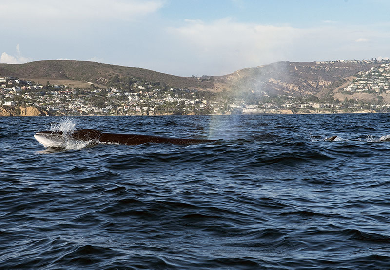 Sei Whale. Copyright Getty Images.