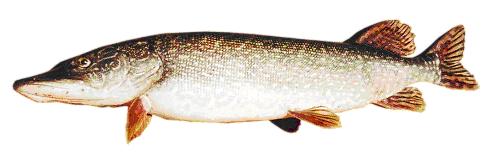 Northern Pike. Also called: Great Northern Pike, Jack, Jackfish, Pickerel, Pike, Great Northern Pickerel, American Pike, Common Pike, Great, Lakes Pike.