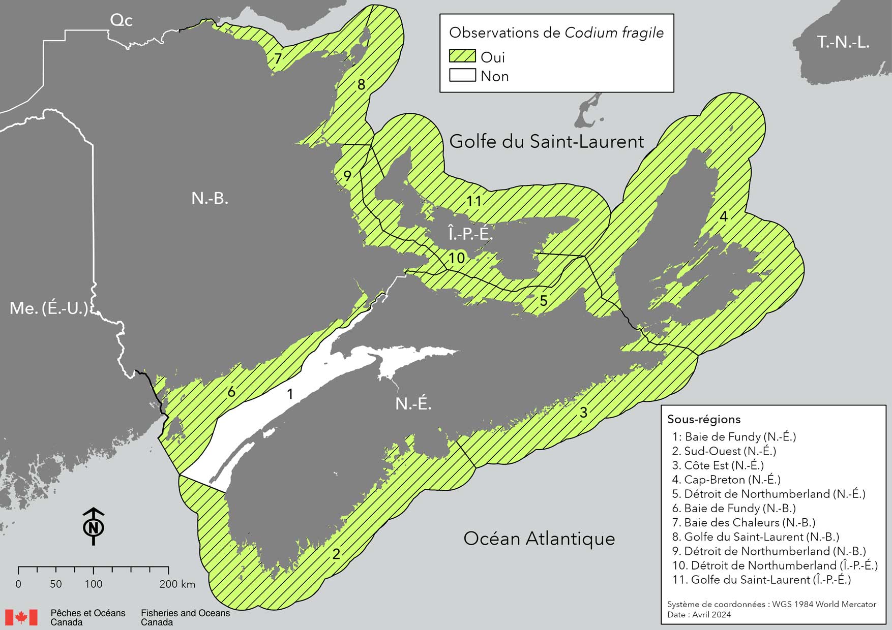 Carte montrant les provinces maritimes canadiennes: Nouvelle-Écosse (N.-É.), Nouveau-Brunswick (N.-B.), Île-du-Prince-Édouard (Î.-P.-É.). Les eaux côtières environnantes sont divisées en sous-régions, qui sont délimitées en noir. Les régions ombrées en vert indiquent que le Codium fragile a été observé dans les sous-régions: 2 : Sud-Ouest (N.-É.), 3 : Côte Est (N.-É.), 4 : Cap-Breton (N.-É.), 5 : Détroit de Northumberland (N.-É.), 6 : Baie de Fundy (N.-B.), 7 : Baie des Chaleurs (N.-B.), 8 : Golfe du Saint-Laurent (N.-B.), 9 : Détroit de Northumberland (N.-B.), 10 : Détroit de Northumberland (Î.-P.-E.), 11 : Golfe du Saint-Laurent (Î.-P.-E.).