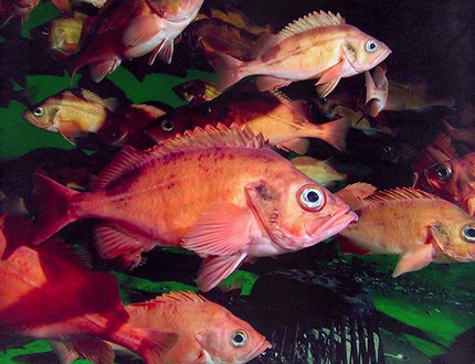 Photo of a school of Redfish. Photo credit: DFO: R. Larocque