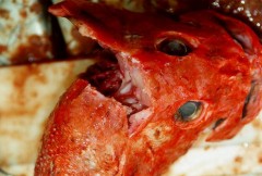 Redstripe Rockfish