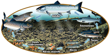 Cycle de reproduction du saumon
