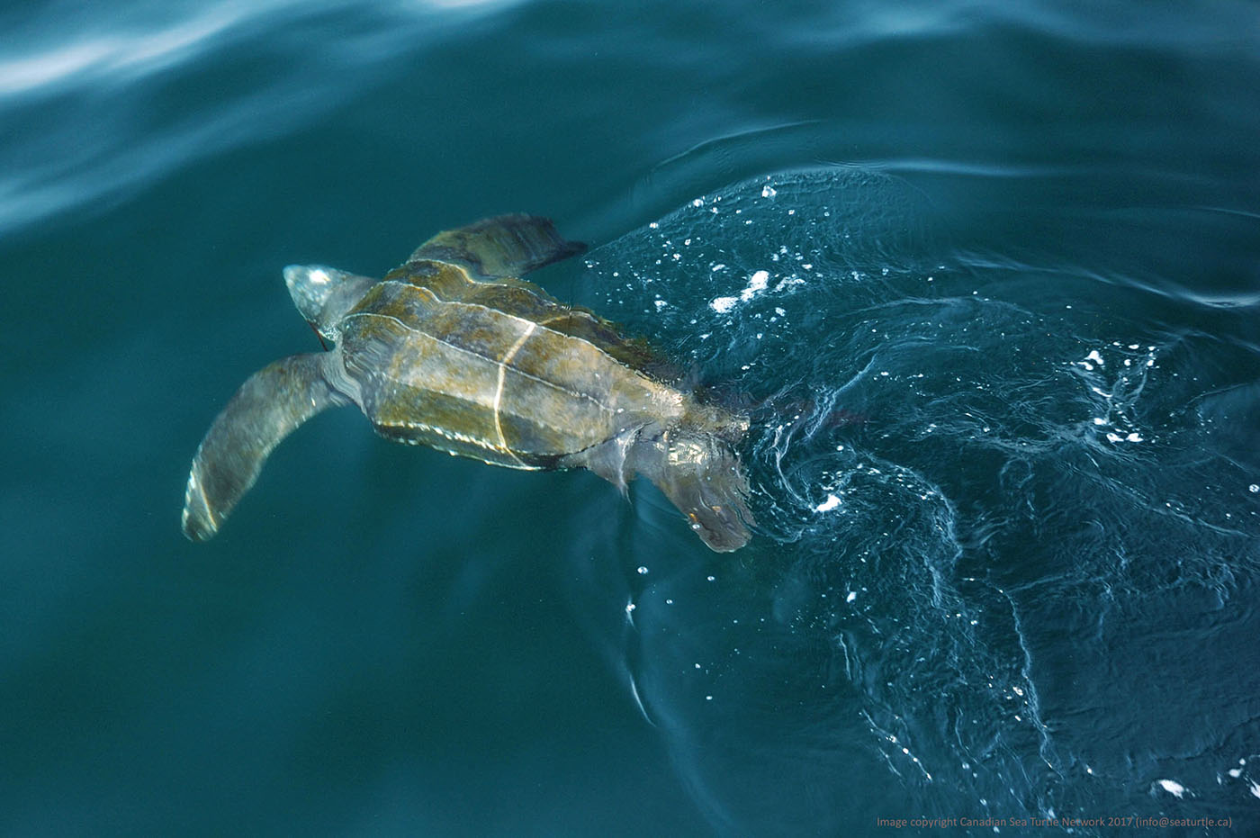 Tortue luth nageant près de la surface de l’océan. Photo : Canadian Sea Turtle Network.
