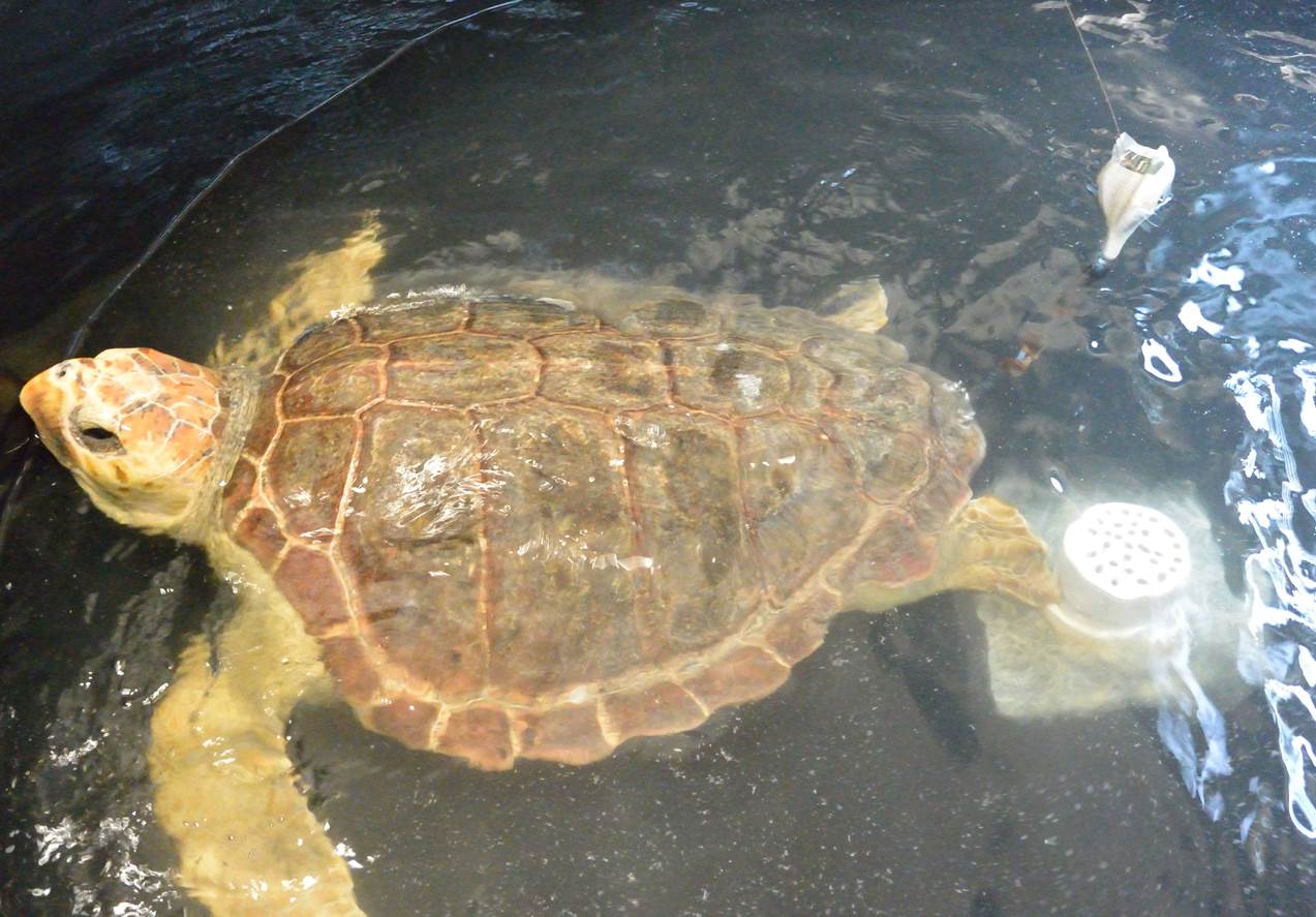 A loggerhead turtle swimming in a tank as part of a 2015 tagging project with North Carolina Aquarium at Roanoke Island.