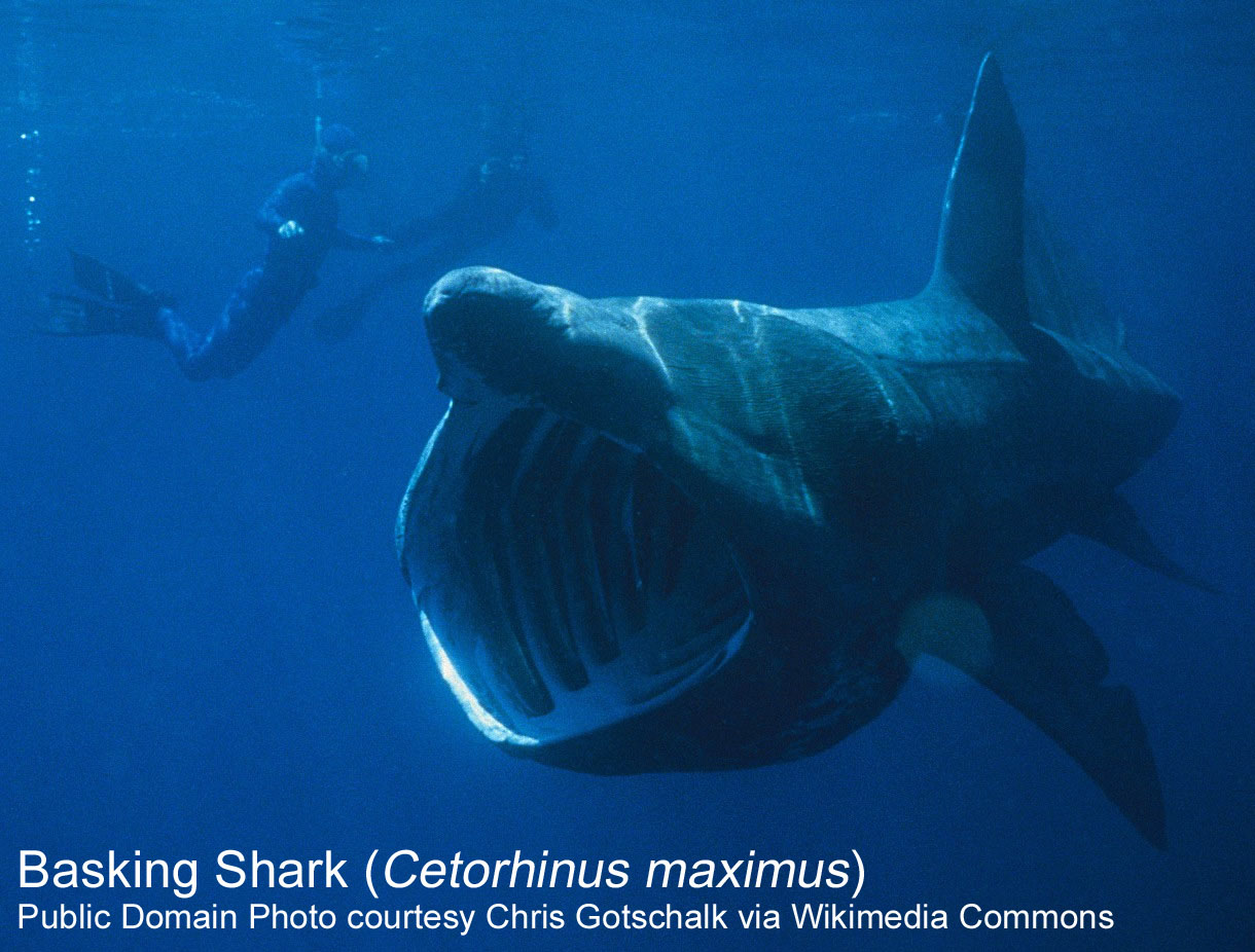 Basking shark