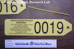 Figure 1 : An example of the dart tag used for tagging basking sharks is shown below.