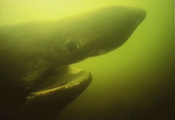 Photo: Basking Shark courtesy of NOAA