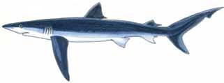 Blue shark