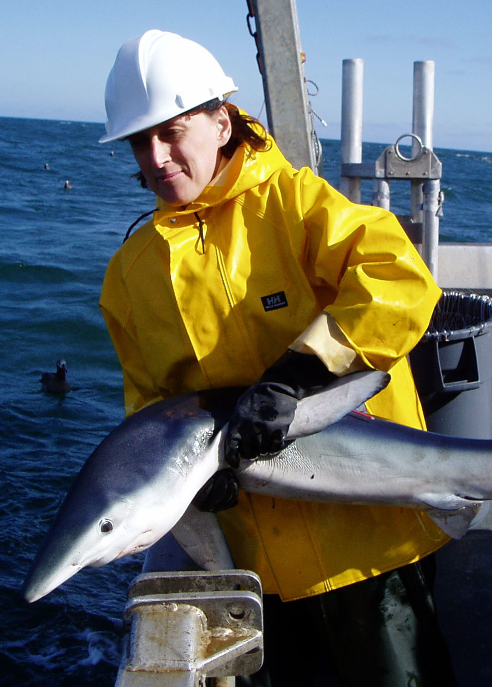 Photo: Blue Shark Tagging