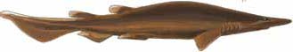 Brown Cat Shark
