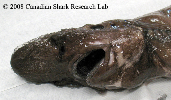 Deepsea Cat Shark Mouth