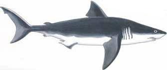 Le grand requin blanc - chercheursdeau