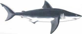 Great White Shark