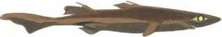 Greeneye Shark