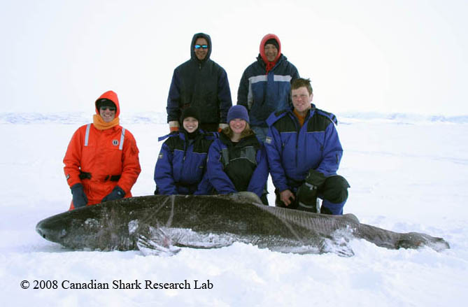 Figure 6 : Expedition members pose with a live Greenland shark before releasing it with a satellite tag