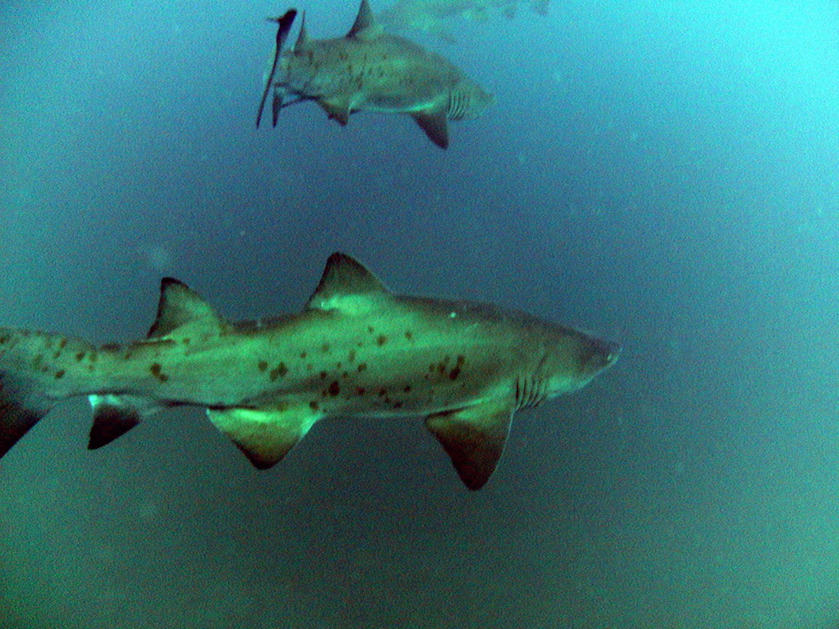 Sand tiger shark