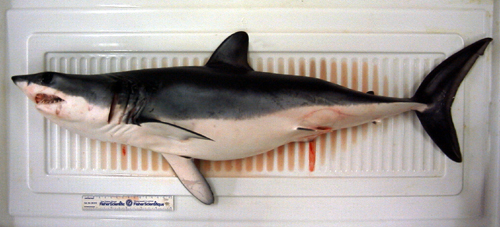 Mako Shark Weight Chart