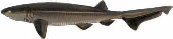 Requin Griset