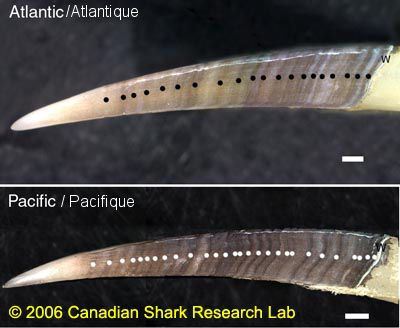 Figure 1 : Dogfish spines