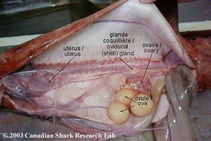 Figure 2 : Female dogfish, ova and pups in uterus.
