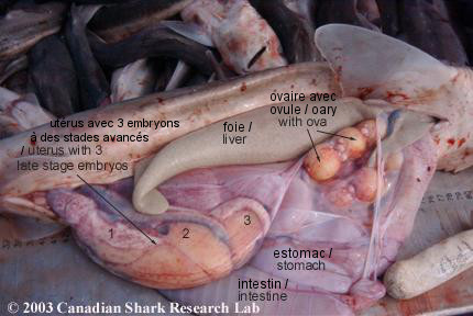 Figure 3 : Female dogfish, oviducal (shell) gland, ova and uterus