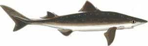 Spiny Dogfish