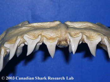 Both the upper and lower teeth are small, curved and sharp without basal cusps or serrations.