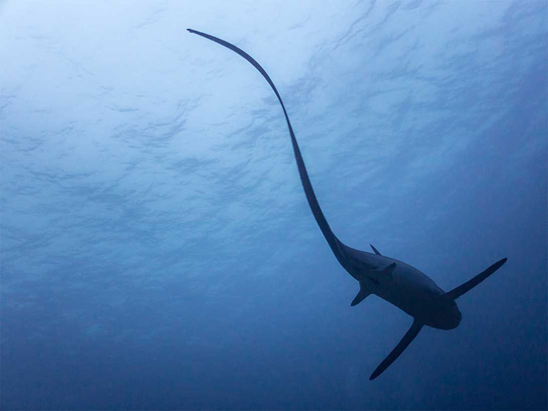 Thresher shark. Copyright Shutterstock.