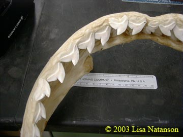Tiger shark teeth