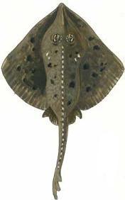 Aleutian Skate