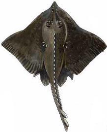 Broad Skate
