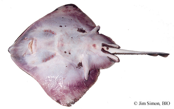 Vue ventrale d'une raie épineuse (Amblyraja radiata) mâle.