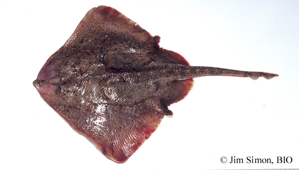 Vue dorsale d'une raie épineuse (Amblyraja radiata) femelle.