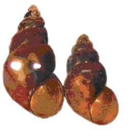 New Zealand Mud Snail is a small freshwater snail.