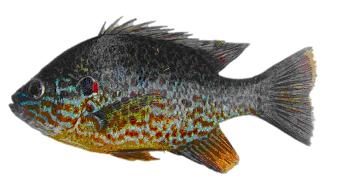 Pumpkinseed. Part of the sunfish family, the Pumpkinseed is native to eastern North America.